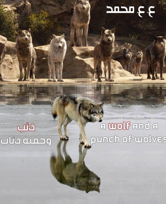 ذئب وحفنة ذئاب